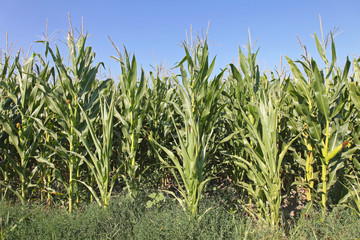 Green Maize