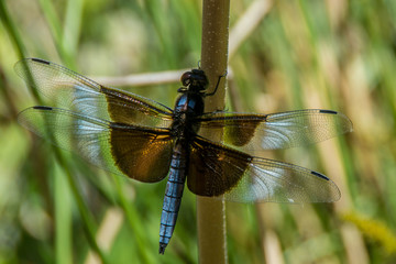 Widow Skimmer Dragonfly