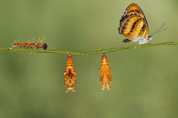 Life cycle of colour segeant butterfly hanging on twig