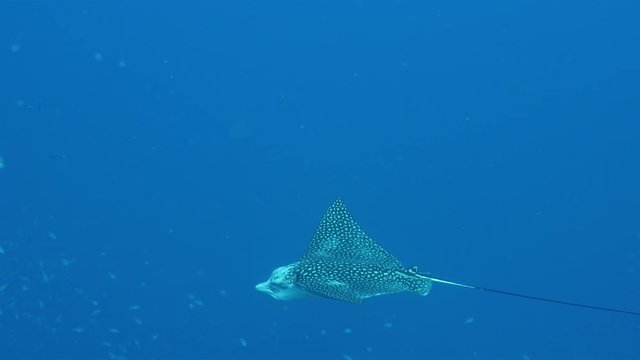 Unterwasser - Riff - Fisch - Rochen - Adlerrochen - Tauchen - Curacao - Karibik - 4K