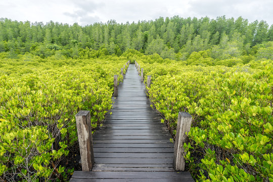 The wooden bridge along with the Golden Prong (Ceriops Tagal) in the Prasae area in Rayong, Thailand