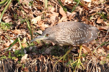 Juvenile Black-crowned Night Heron (Nycticorax nycticorax) in Japan