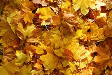 Autumn leaves. Natural seasonal colored background