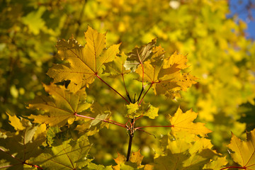 Naklejka na ściany i meble Autumn leaves. Natural seasonal colored background