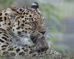 Amur Leopard Cleaning