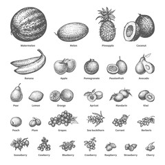 Sketch doodle hand-drawn set fruit
