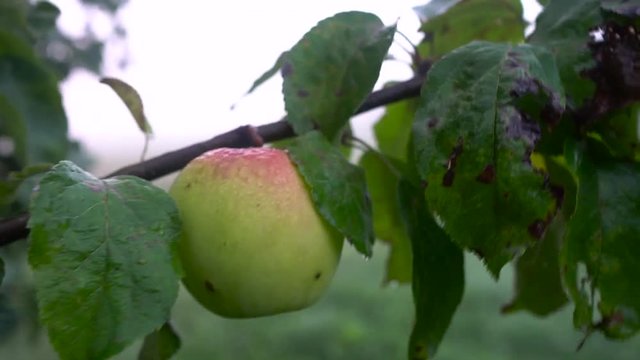 Hand chekking unripe fruit from an apple fruit tree branch. Static closeup shot.