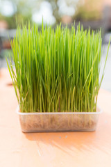 Young rice sprout in the box ready to growing in the rice field