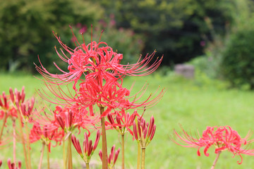 赤いヒガンバナの花