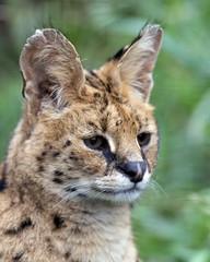 Serval
