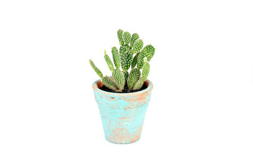 A cactus pot on white background