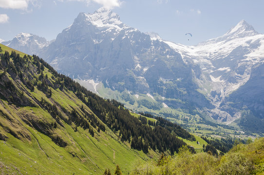 Grindelwald, Wetterhorn, Schreckhorn, Grosse Scheidegg, Berner Oberland, Alpen, H&ouml;henweg, Wanderweg, First, Sommer, Schweiz