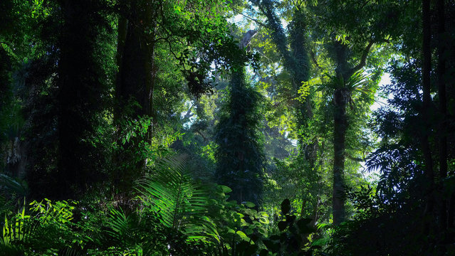 Dorrigo National Park I