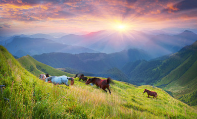 Horses on the mountain top