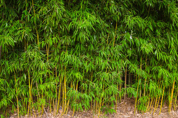 Nature bamboo leaf wall texture abstract background