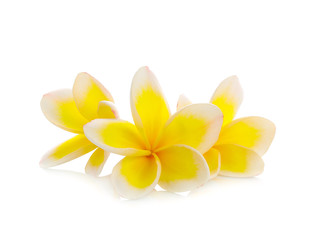 Plumeria flowers isolated on white background