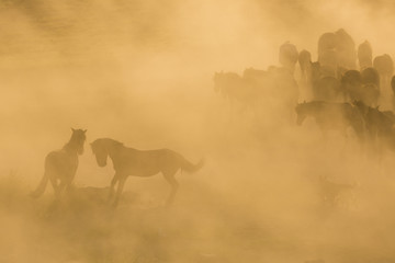 Silhouette of wild horses in sunset