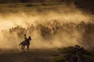 Fototapeta na wymiar Western cowboys riding horses, roping wild horses.