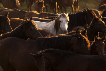 White wild horse between others horses in the sunset