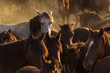 White wild horse between others horses in the sunset