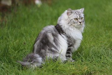 Obraz premium Grey Persian Ragdoll kitten playing in the garden