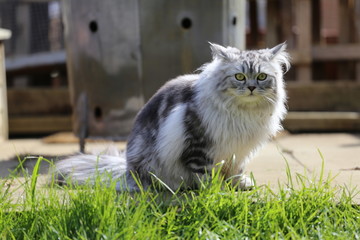 Naklejka na ściany i meble Grey Persian Ragdoll kitten playing in the garden