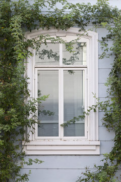 Fenster mit weissem Rahmen an einer blauen Hauswand mit grünen Rosenranken.