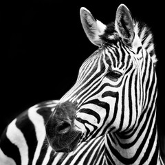 Zebra Closeup