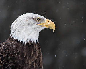 Bald Eagle in Snow II