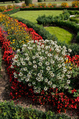 field of flowers with red, yellow and white flowers in public or