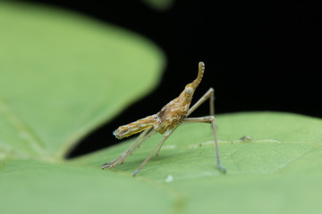 Lanternflies in Southeast Asia.