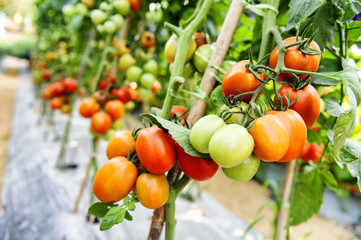 Tomato cultivation asia style.