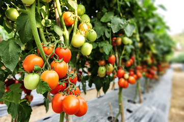 Tomato cultivation asia style.