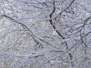 Snow covered tree branch