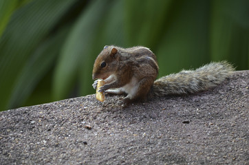 Cute Chipmunk eating cookies