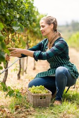 Young woman harvester working