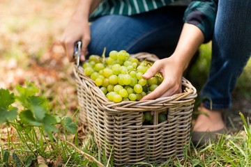 Close-up of woman harvester with a basket of grapes