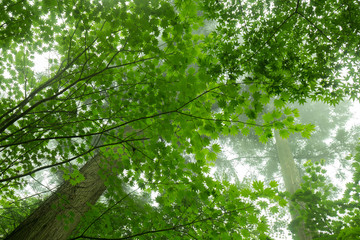 Obraz premium 緑のカエデ