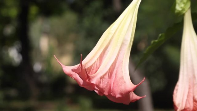 Brugmansia suaveolens, Brazil's white Angel Trumpet, also known as Angel's Tears