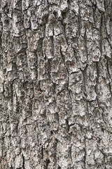 Fototapeta premium Tree Bark Texture. Gray Rough Wood Surface.