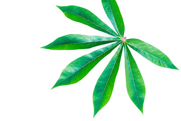 Leaves on white background.