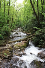 Fototapeta premium The path Down Stream to Tomorrow