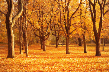 Zauberhafte Landschaft im Herbst