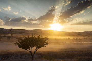 Magical sunset with tree and colourful clouds in background, ove