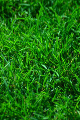 Grass Detail