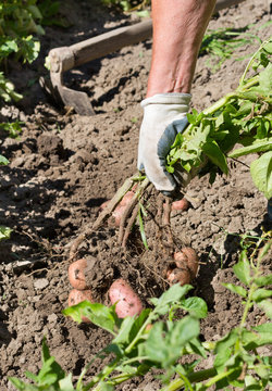 Harvesting potato in garden