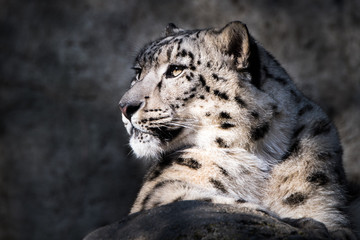 Snow Leopard XI
