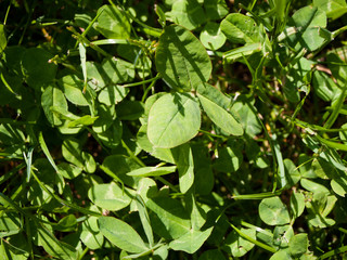 Grass with clovers