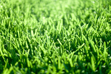 Fototapeta premium Great Grass
