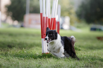 dog agility slalom